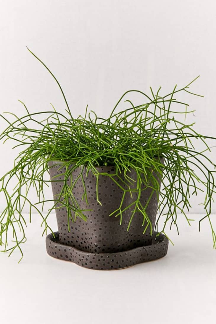 Urban Outfitters Almost Black Friday Sale November 2019 Apartment Therapy